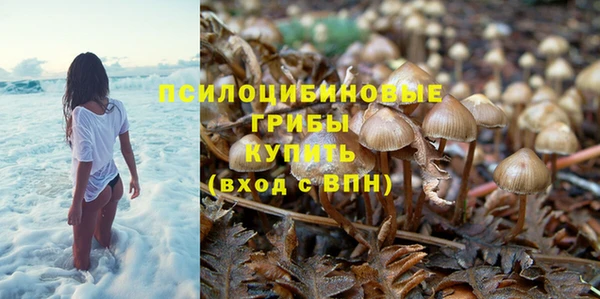 ГАЛЛЮЦИНОГЕННЫЕ ГРИБЫ Аркадак