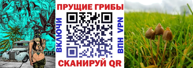 Псилоцибиновые грибы ЛСД  наркошоп  Губаха 